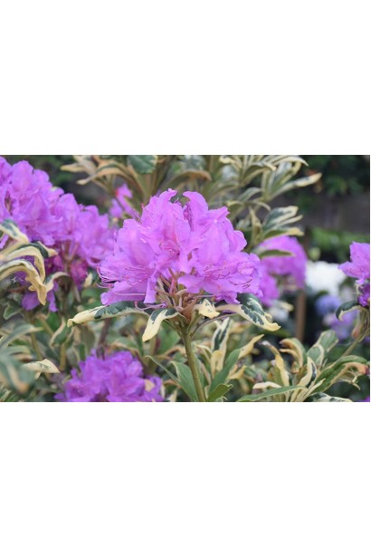 Рододендрон ’Variegatum’ весною